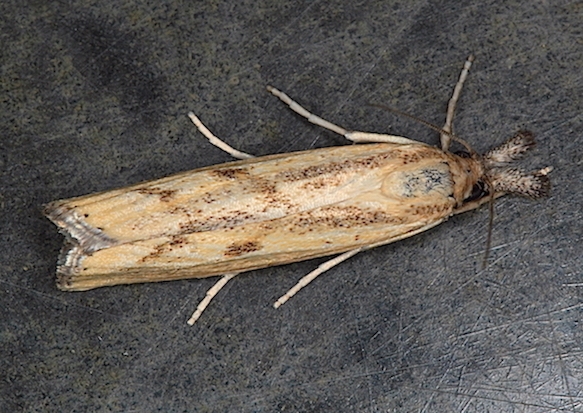 Agriphila inquinatella? Si